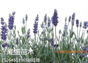 薰衣草與福祿考的種植與批發(fā) 農(nóng)業(yè)園藝服務(wù)的專(zhuān)業(yè)指南